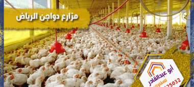مزارع دواجن الرياض