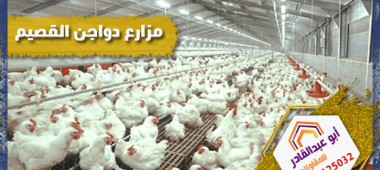 مزارع دواجن القصيم