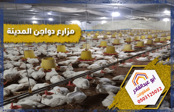 مزارع دواجن المدينة