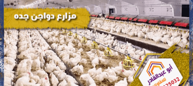 مزارع دواجن جده
