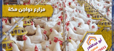مزارع دواجن مكة